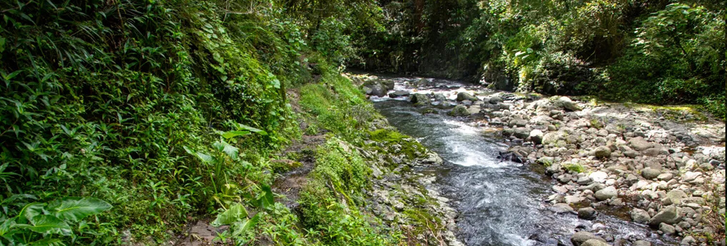 Canungra Creek 2