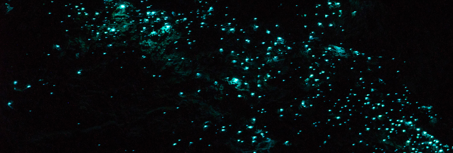 Glowworms O'reilly's Rainforest Retreat